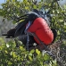 frigatebird_magnificent_nsey_v_0132_ecu0328.jpg